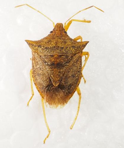 Réf. 309 071 : Euschistus taurulus